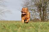 DOGUE DE BORDEAUX 118